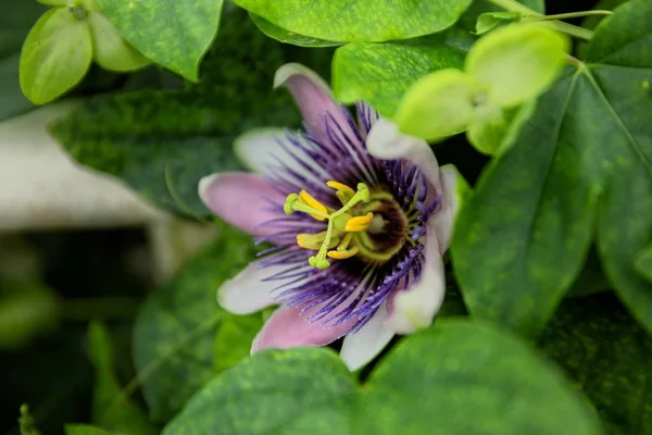 Purple tropical flower blooming closeup photo — 스톡 사진