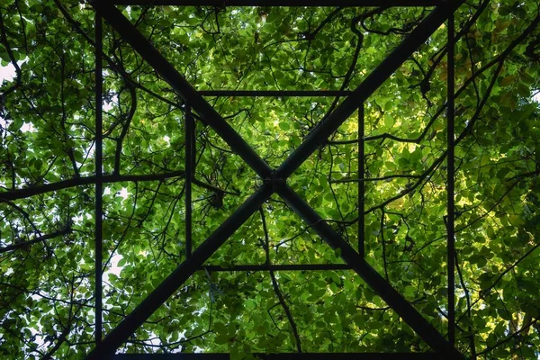 Planten groeien op stalen frame in de tuin — Stockfoto