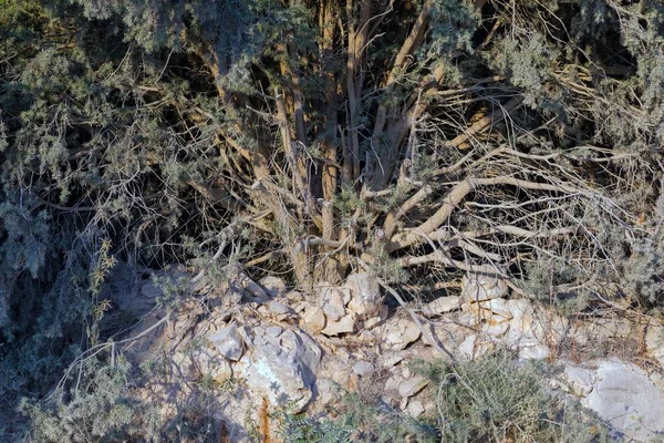 Растительность, покрытая пылью в засушливом климате — стоковое фото