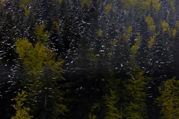 Großer Wald auf den Bergen als Hintergrund — Stockfoto