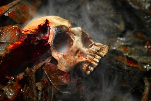 Human skull on the wet soild with smoke flowing — Stock Photo, Image