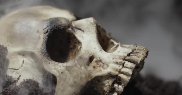 Череп мертвої людини на землі — стокове відео