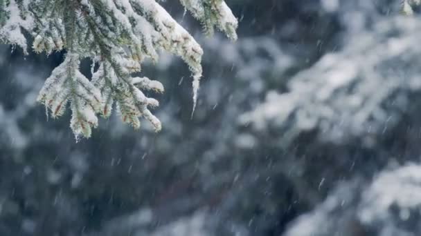 Свіжий сніг падає на дерева на задньому плані — стокове відео