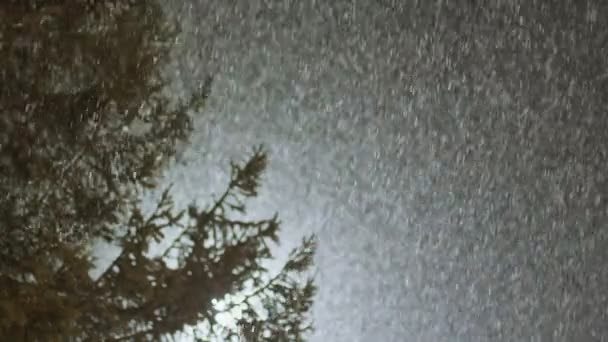 Fresh snow falling against trees in the background — Stockvideo