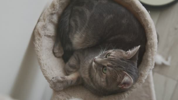 Fluffy gatito dentro de sala de estar primer plano material de archivo — Vídeos de Stock