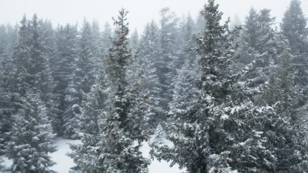 Свежий снег падает на деревья на заднем плане — стоковое видео