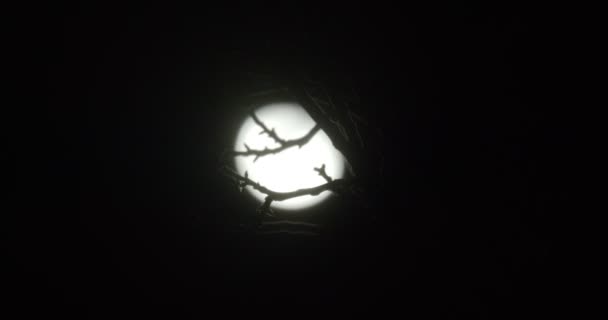 Silhouettes of branches blown by the wind aagainst dark night sky with moon — Stok video