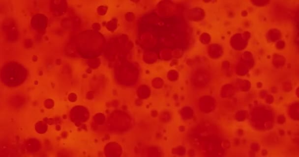 Malé červené krvinky v tekutině — Stock video