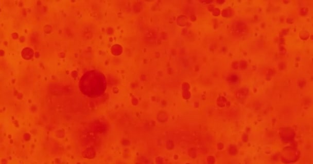 Små röda blodkroppar i vätska — Stockvideo