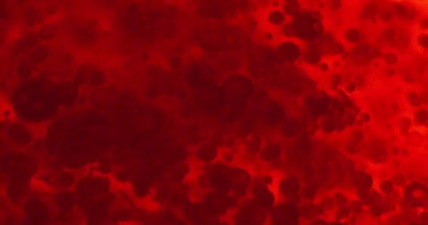 Petits globules rouges dans le liquide — Video