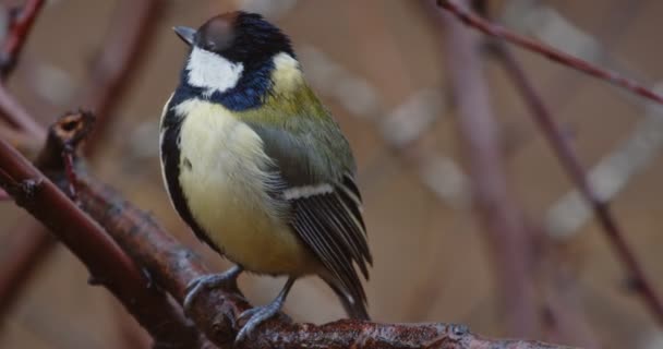 Piccolo uccello su ramo d'albero primo piano filmato — Video Stock