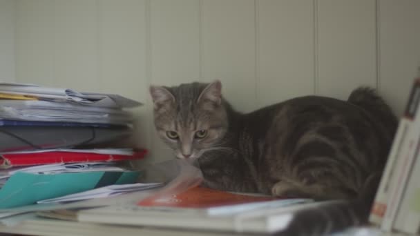Fluffy gatito dentro de sala de estar primer plano material de archivo — Vídeo de stock