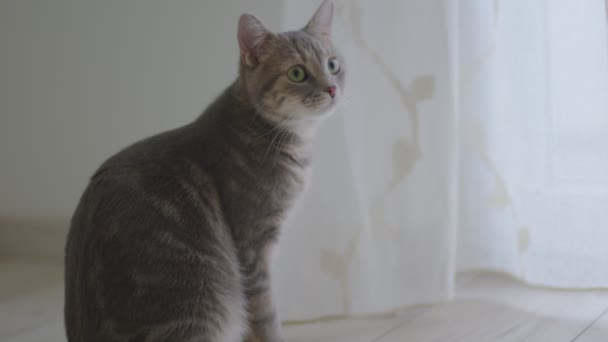 Fluffy kitten inside living room closeup footage — Stock video