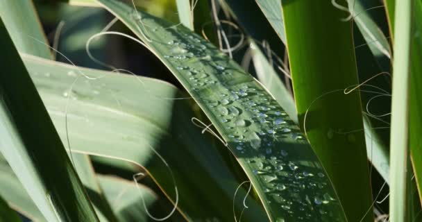 Morning dew on green plants closeup — Stockvideo