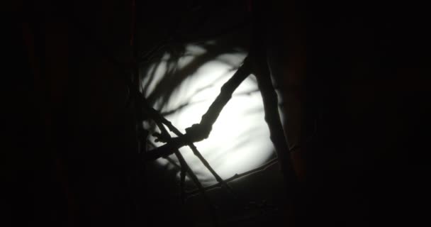 바람에 날려 달 과 함께 캄캄 한 밤하늘에 떠 있는 가지 모양의 실루엣 — 비디오