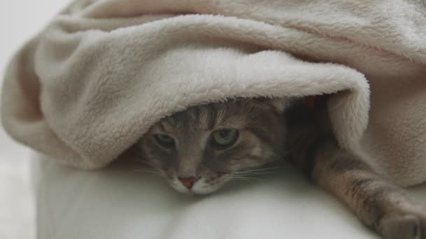 Fluffy kitten inside living room closeup footage — Stock video