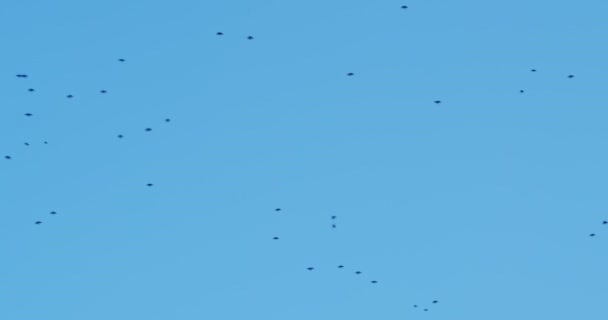 Krähen fliegen im Winter gegen den blauen Himmel — Stockvideo