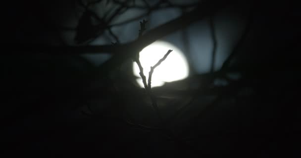 Silhouettes of branches blown by the wind aagainst dark night sky with moon — 비디오