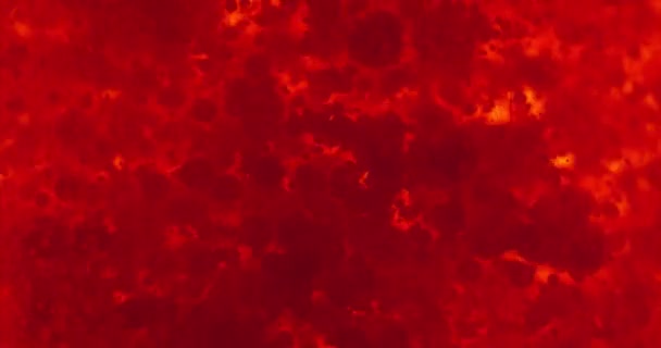 Pequeños glóbulos rojos en líquido — Vídeos de Stock