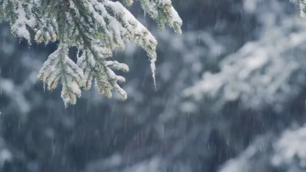 Fresh snow falling against trees in the background — Stok video