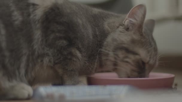 Fluffy kitten inside living room closeup footage — Stock video