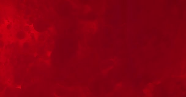 Små röda blodkroppar i vätska — Stockvideo