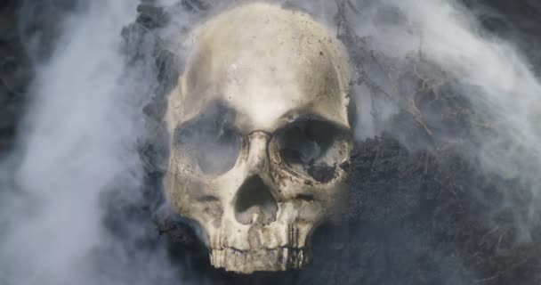 Human skull on the wet soild with smoke flowing — 비디오