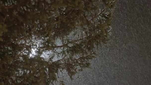 Fresh snow falling against trees in the background — Stockvideo