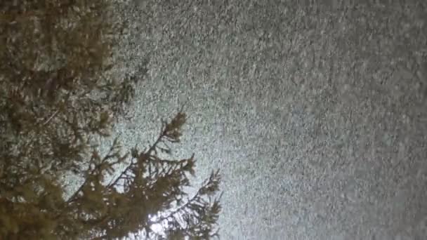 Fresh snow falling against trees in the background — Stockvideo