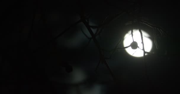 Silhouettes of branches blown by the wind aagainst dark night sky with moon — Stockvideo