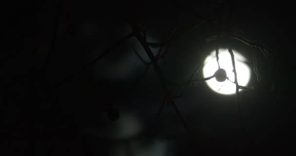 Silhouettes of branches blown by the wind aagainst dark night sky with moon — Stock videók