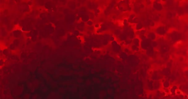 Pequeños glóbulos rojos en líquido — Vídeo de stock