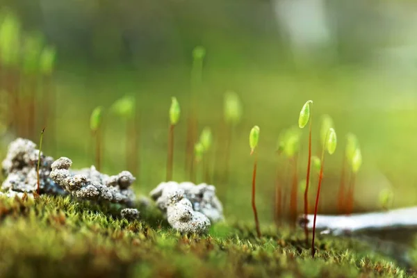 Pequena planta de musgo no chão com foco seletivo — Fotografia de Stock