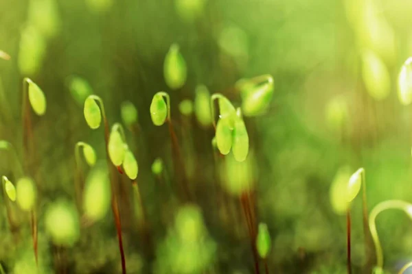 Mała roślina mchu na ziemi z ukierunkowaniem selektywnym — Zdjęcie stockowe