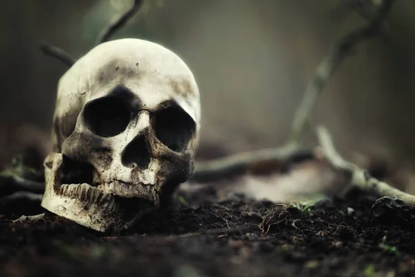 Decaying skull in the soil — Stock Photo, Image