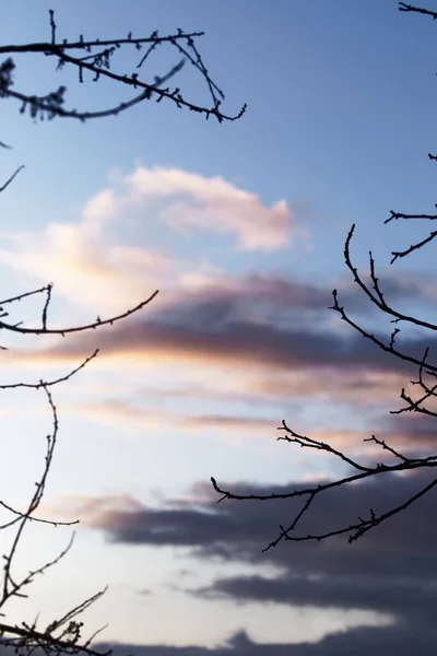 Branch of trees against evening sky — Stock Photo, Image