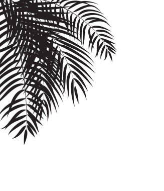 Beautifil palmiye ağacı yaprak siluet arka plan vektör Illustrat