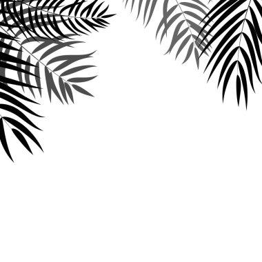 Beautifil palmiye ağacı yaprak siluet arka plan vektör Illustrat