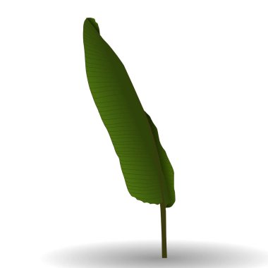 Renkli doğal palmiye yaprağı. Vektör çizim.