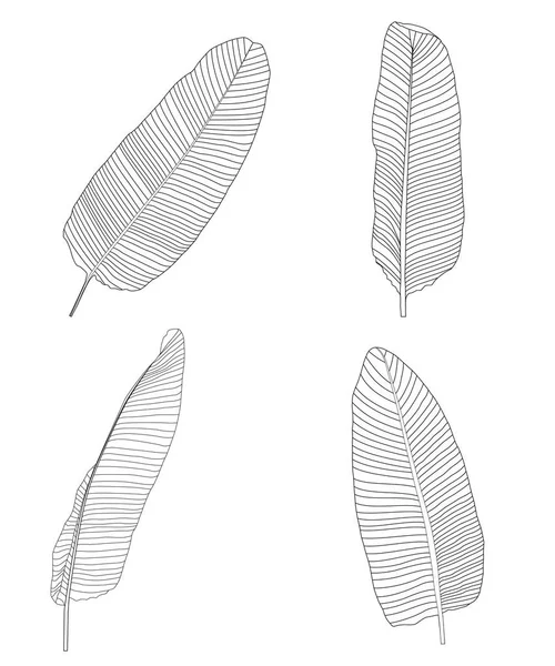 Palmiye yaprağı. Vektör çizim