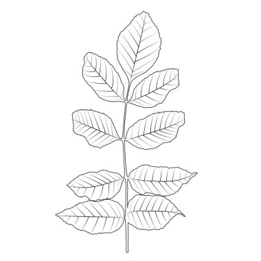 Doğal beyaz yaprak. Vektör çizim.