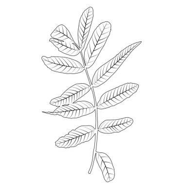 Doğal beyaz yaprak. Vektör çizim.