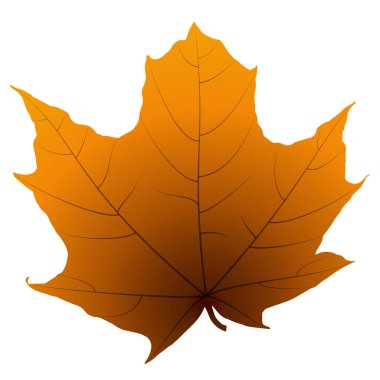 Beyaz arka plan üzerinde izole akçaağaç yaprağı. Vektör çizim.