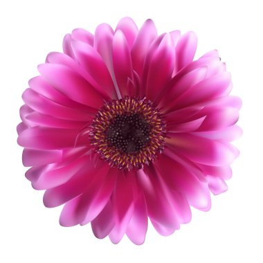 Gerbera Çiçek Arkaplan Vektör Resimleri EPS10