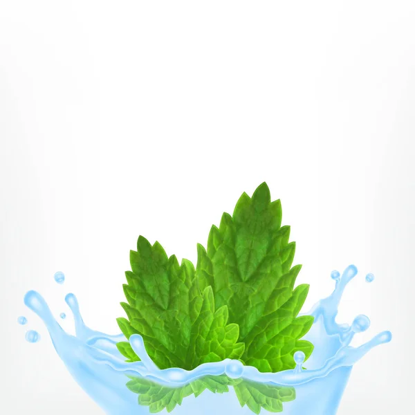 Fresh mint in water — Stock Vector