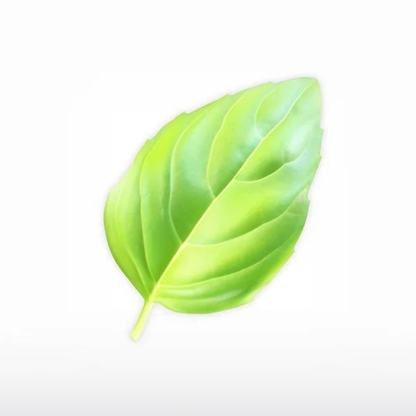 Yeşil fesleğen yaprağı — Stok Vektör