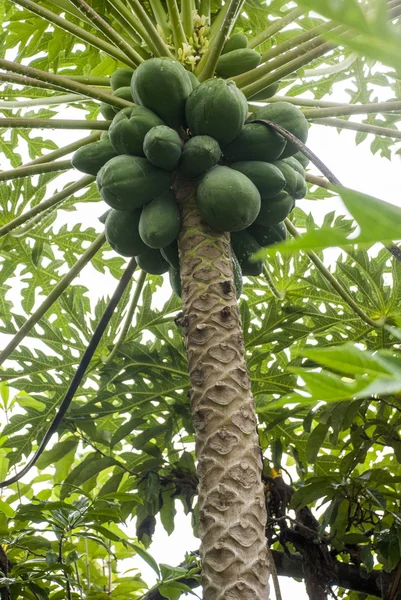 Kokosowe drzewo - Sklepy ze zdrową żywnością — Zdjęcie stockowe