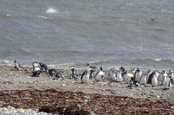 Punta Arenas - kolonii pingwinów — Zdjęcie stockowe
