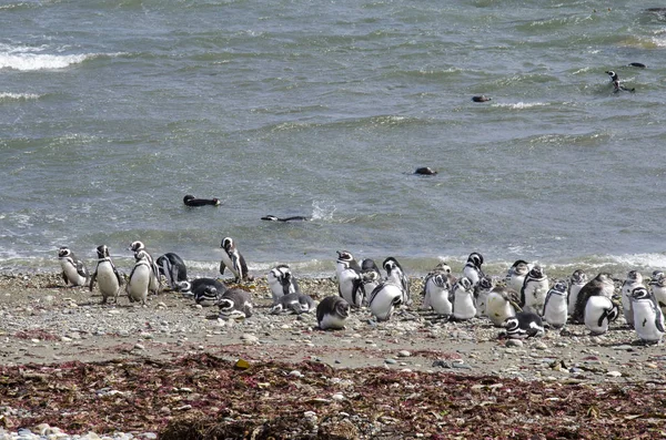 Punta Arenas - kolonii pingwinów — Zdjęcie stockowe