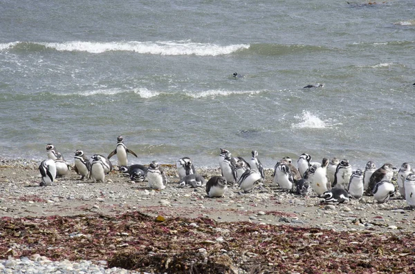 Punta Arenas - kolonii pingwinów — Zdjęcie stockowe